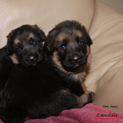 German Shepherd Puppies for Sale Colorado